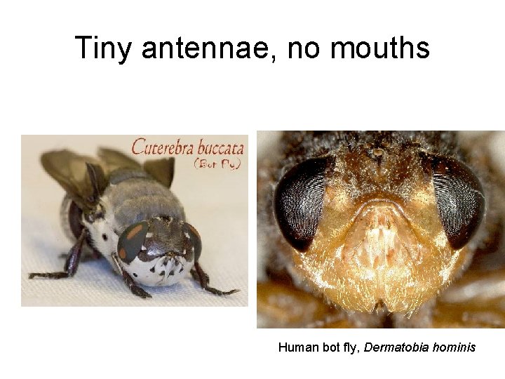 Tiny antennae, no mouths Human bot fly, Dermatobia hominis 