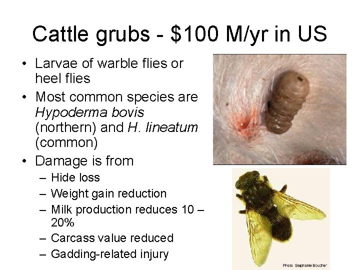 Cattle grubs - $100 M/yr in US • Larvae of warble flies or heel