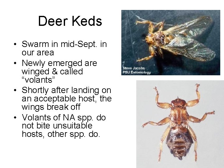 Deer Keds • Swarm in mid-Sept. in our area • Newly emerged are winged