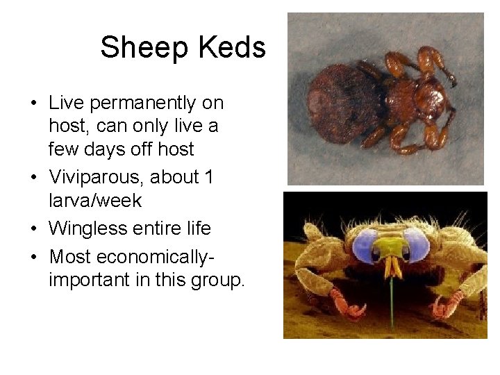 Sheep Keds • Live permanently on host, can only live a few days off