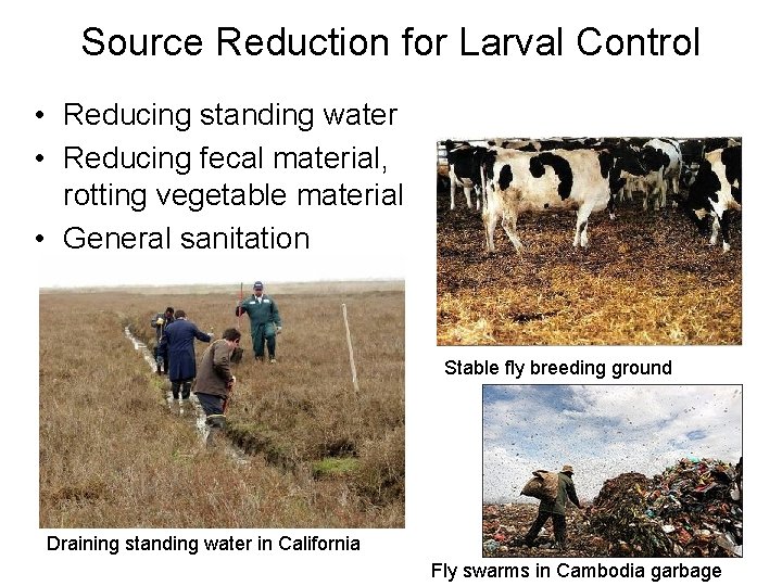 Source Reduction for Larval Control • Reducing standing water • Reducing fecal material, rotting