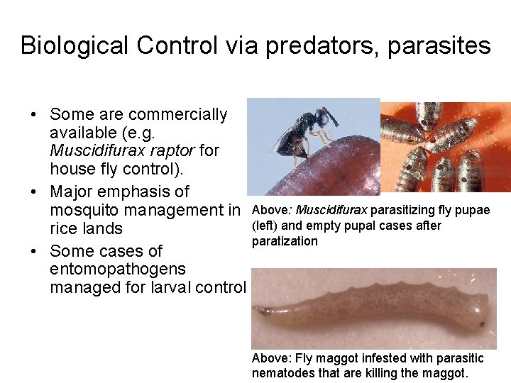 Biological Control via predators, parasites • Some are commercially available (e. g. Muscidifurax raptor