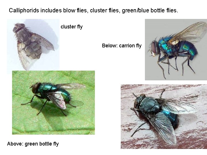 Calliphorids includes blow flies, cluster flies, green/blue bottle flies. cluster fly Below: carrion fly