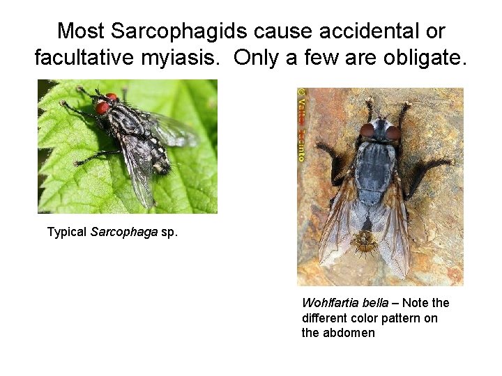 Most Sarcophagids cause accidental or facultative myiasis. Only a few are obligate. Typical Sarcophaga