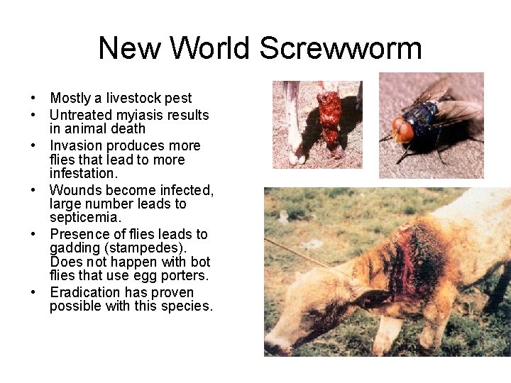 New World Screwworm • Mostly a livestock pest • Untreated myiasis results in animal