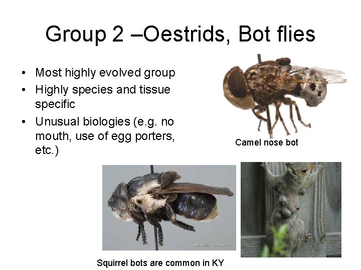 Group 2 –Oestrids, Bot flies • Most highly evolved group • Highly species and
