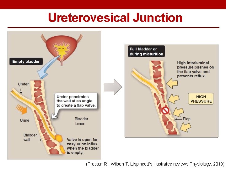 Ureterovesical Junction (Preston R. , Wilson T. Lippincott’s illustrated reviews Physiology. 2013) 