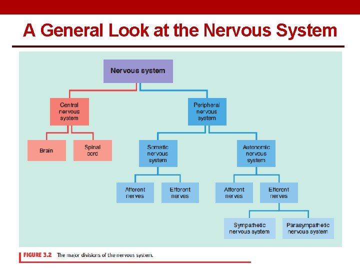 A General Look at the Nervous System 