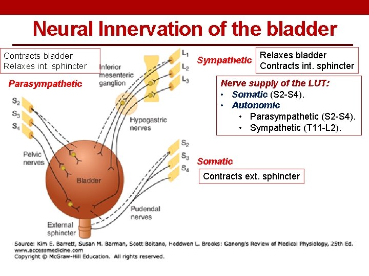 Neural Innervation of the bladder Contracts bladder Relaxes int. sphincter Parasympathetic Sympathetic Relaxes bladder