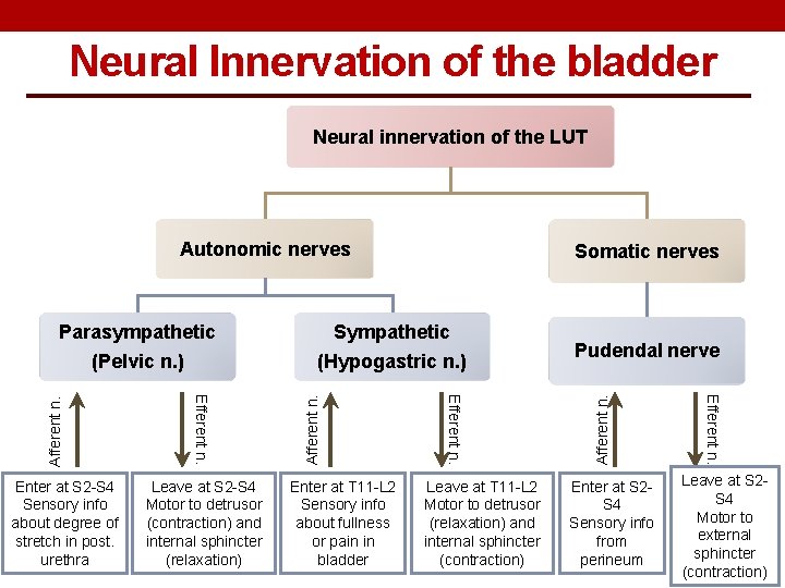 Neural Innervation of the bladder Neural innervation of the LUT Autonomic nerves Somatic nerves