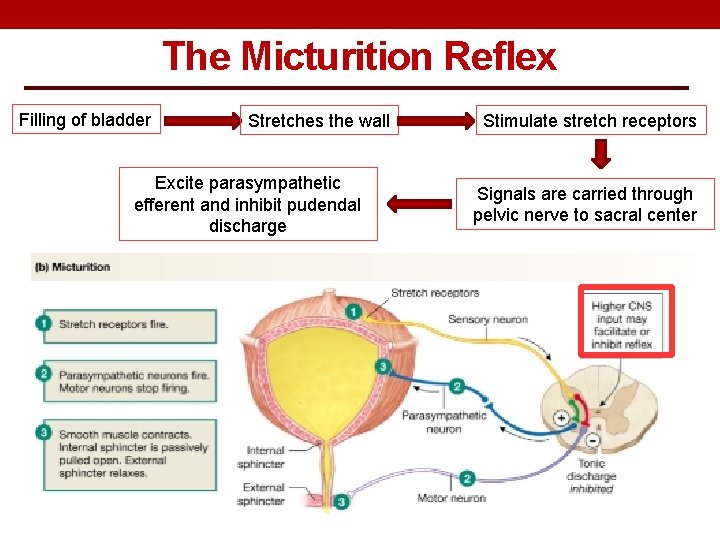 The Micturition Reflex Filling of bladder Stretches the wall Excite parasympathetic efferent and inhibit