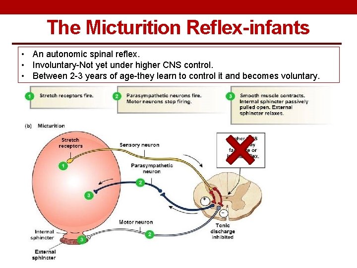 The Micturition Reflex-infants • An autonomic spinal reflex. • Involuntary-Not yet under higher CNS