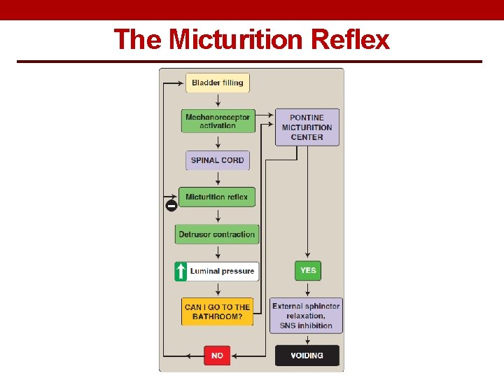 The Micturition Reflex 