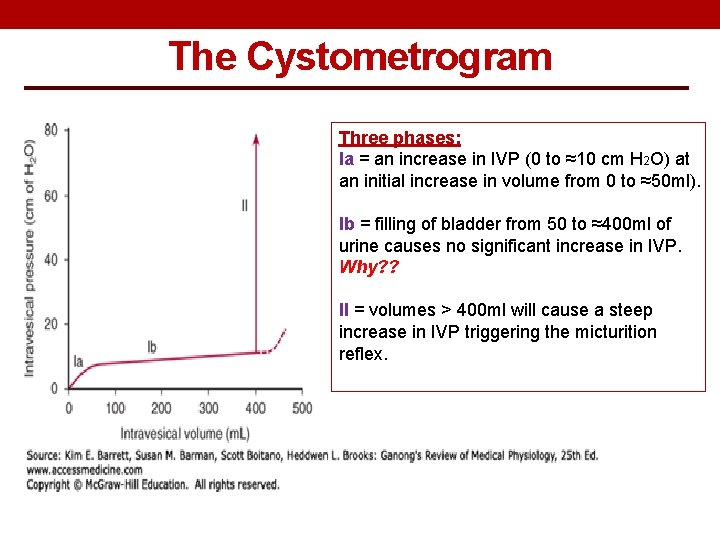 The Cystometrogram Three phases: Ia = an increase in IVP (0 to ≈10 cm