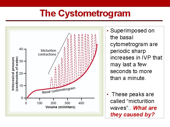 The Cystometrogram • Superimposed on the basal cytometrogram are periodic sharp increases in IVP