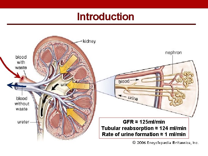 Introduction GFR ≈ 125 ml/min Tubular reabsorption ≈ 124 ml/min Rate of urine formation