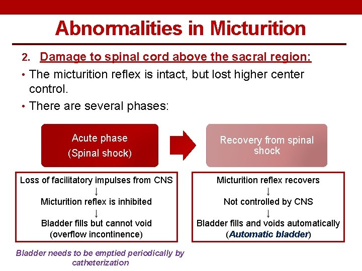 Abnormalities in Micturition 2. Damage to spinal cord above the sacral region: • The