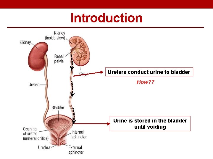 Introduction Ureters conduct urine to bladder How? ? Urine is stored in the bladder