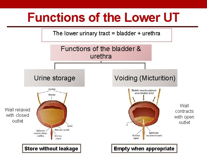 Functions of the Lower UT The lower urinary tract = bladder + urethra Functions