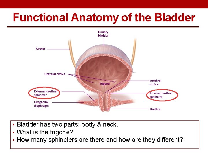 Functional Anatomy of the Bladder • Bladder has two parts: body & neck. •