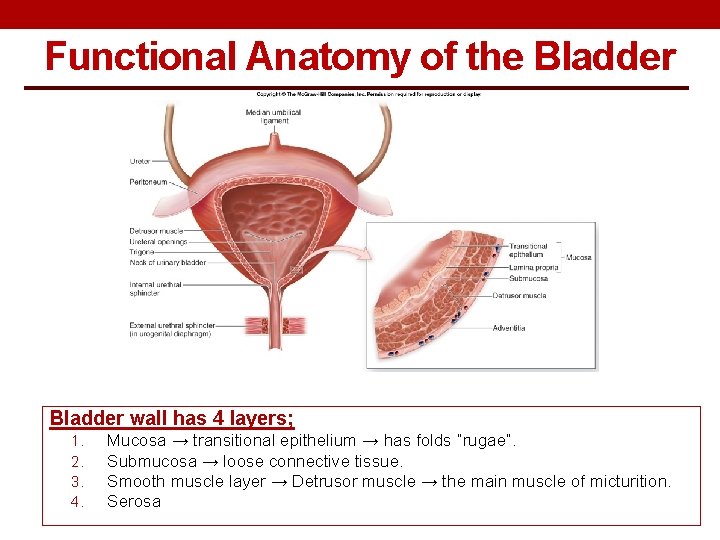 Functional Anatomy of the Bladder wall has 4 layers; 1. 2. 3. 4. Mucosa