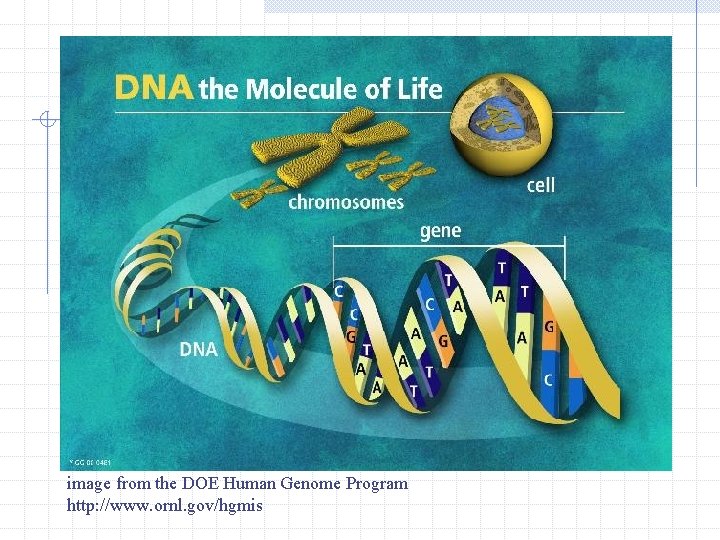 image from the DOE Human Genome Program http: //www. ornl. gov/hgmis 