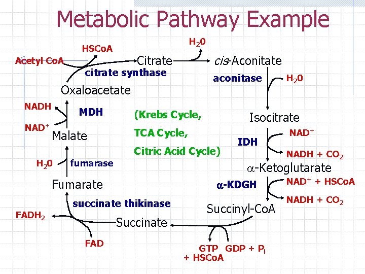 Metabolic Pathway Example H 2 0 HSCo. A cis-Aconitate Citrate Acetyl Co. A citrate