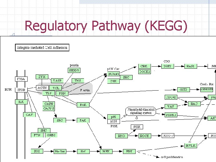 Regulatory Pathway (KEGG) 