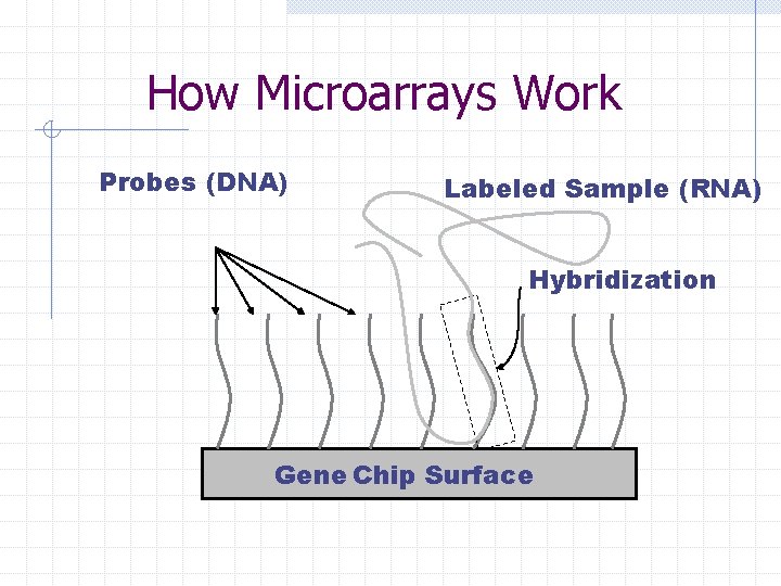 How Microarrays Work Probes (DNA) Labeled Sample (RNA) Hybridization Gene Chip Surface 