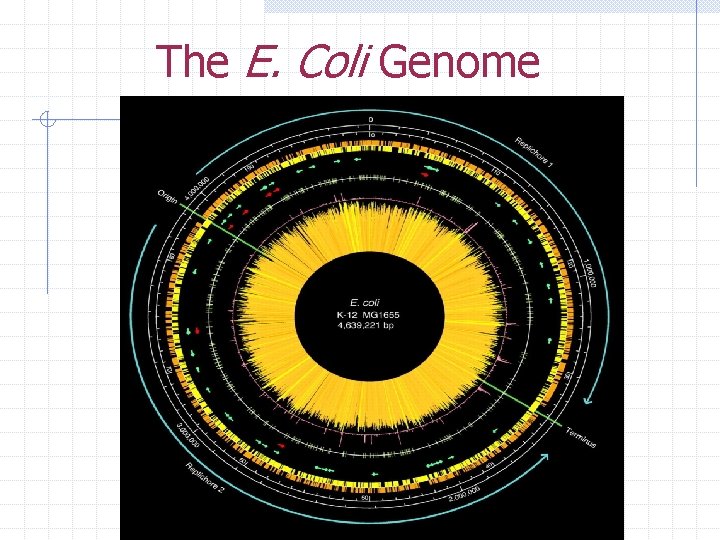 The E. Coli Genome 