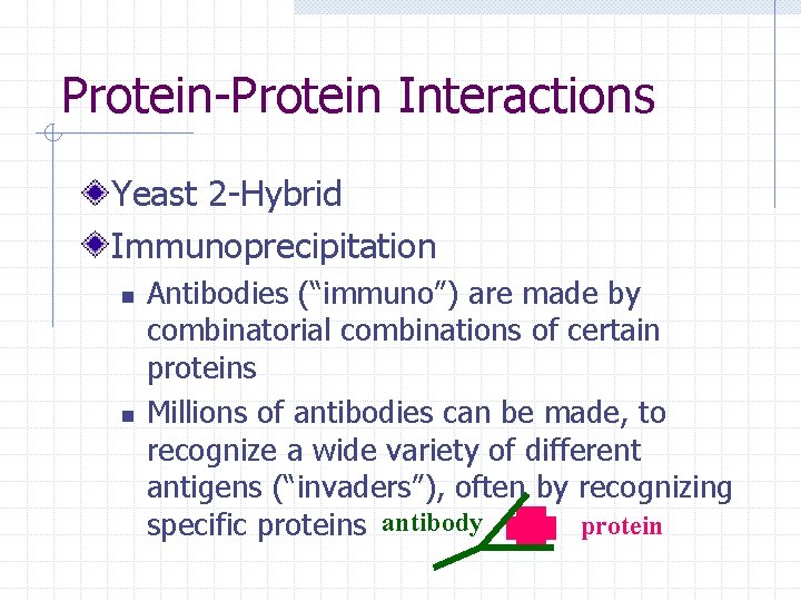 Protein-Protein Interactions Yeast 2 -Hybrid Immunoprecipitation n n Antibodies (“immuno”) are made by combinatorial