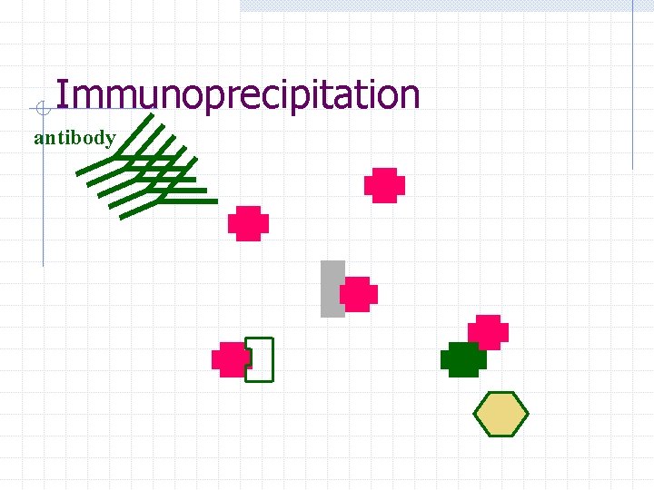 Immunoprecipitation antibody 