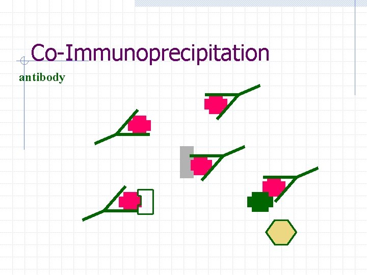 Co-Immunoprecipitation antibody 