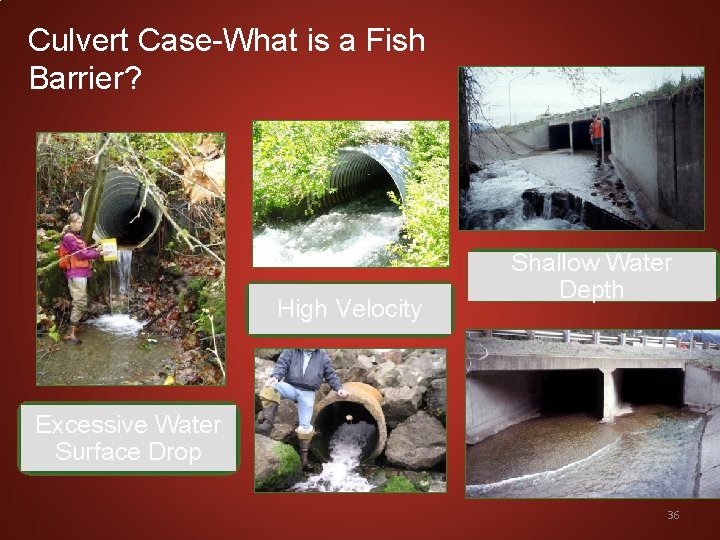 Culvert Case-What is a Fish Barrier? High Velocity Shallow Water Depth Excessive Water Surface