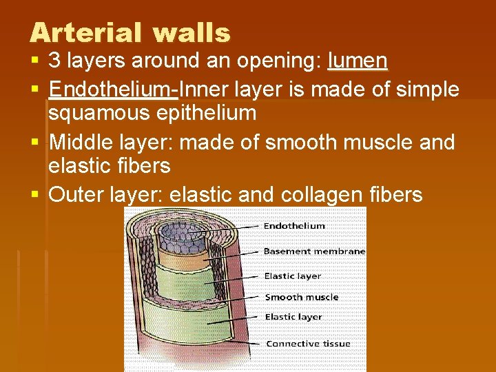 Arterial walls § 3 layers around an opening: lumen § Endothelium-Inner layer is made