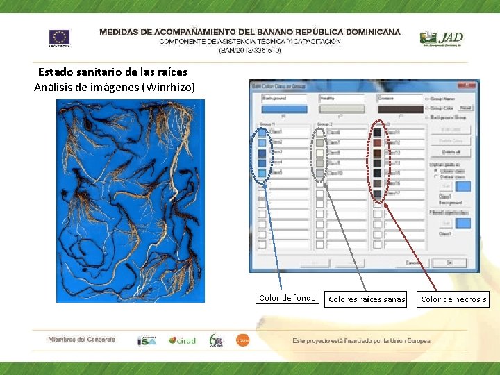 Estado sanitario de las raíces Análisis de imágenes (Winrhizo) Color de fondo Colores raíces