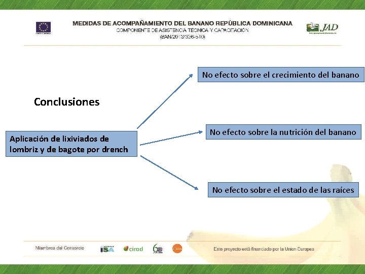 No efecto sobre el crecimiento del banano Conclusiones Aplicación de lixiviados de lombriz y