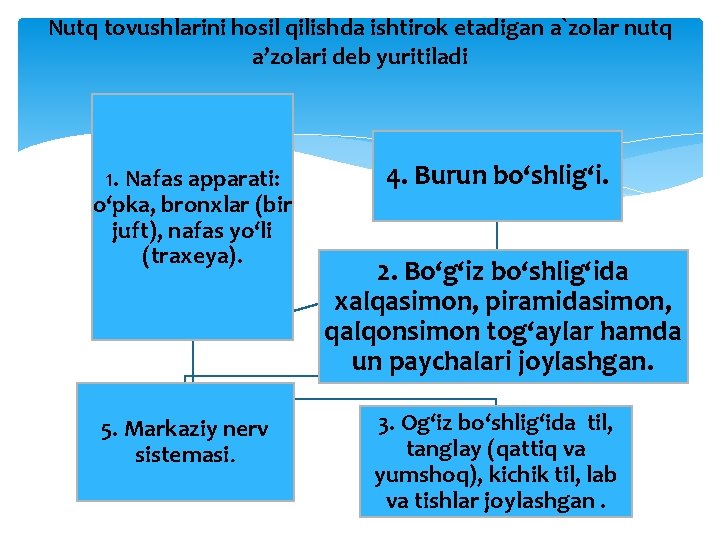 Nutq tovushlarini hosil qilishda ishtirok etadigan a`zolar nutq a’zolari deb yuritiladi 1. Nafas apparati: