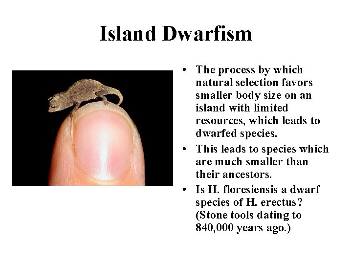 Island Dwarfism • The process by which natural selection favors smaller body size on