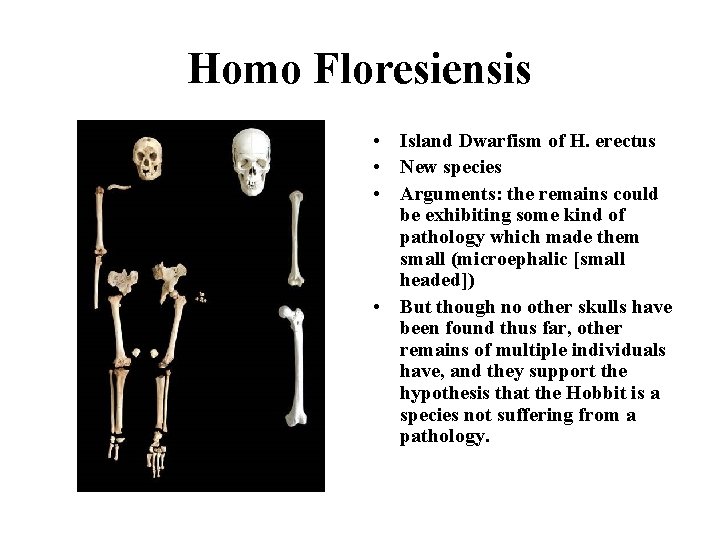 Homo Floresiensis • Island Dwarfism of H. erectus • New species • Arguments: the