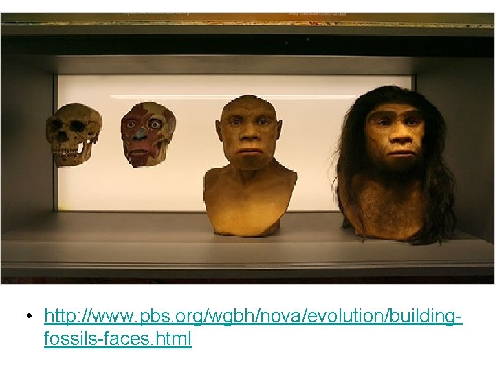  • http: //www. pbs. org/wgbh/nova/evolution/buildingfossils-faces. html 