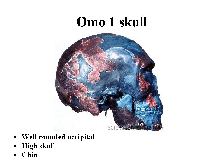 Omo 1 skull • Well rounded occipital • High skull • Chin 