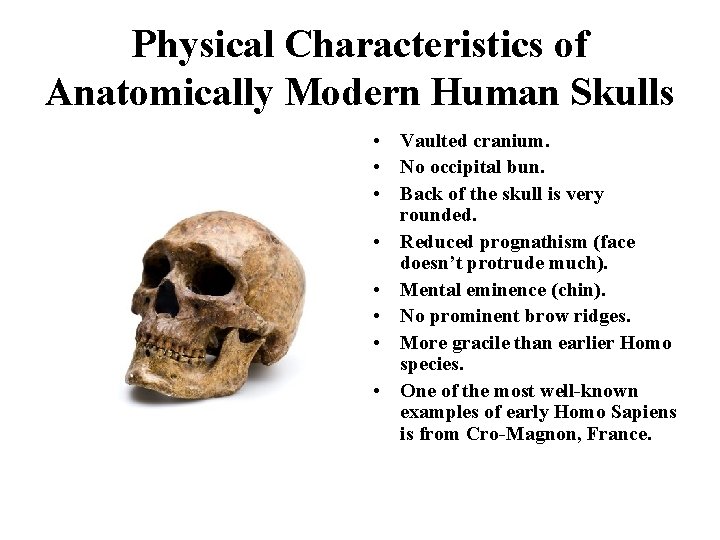 Physical Characteristics of Anatomically Modern Human Skulls • Vaulted cranium. • No occipital bun.