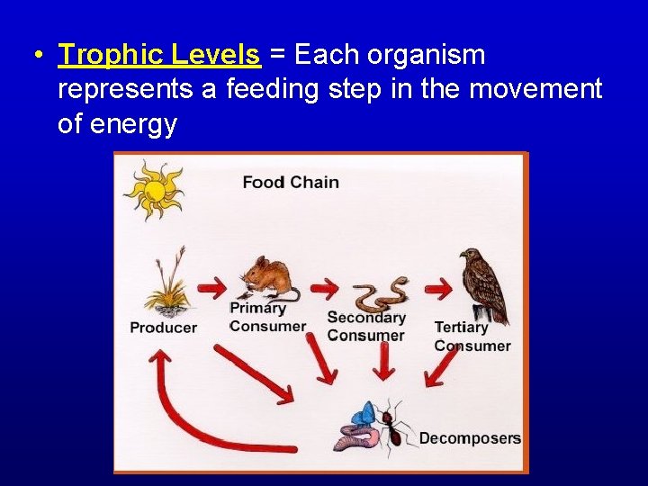  • Trophic Levels = Each organism represents a feeding step in the movement