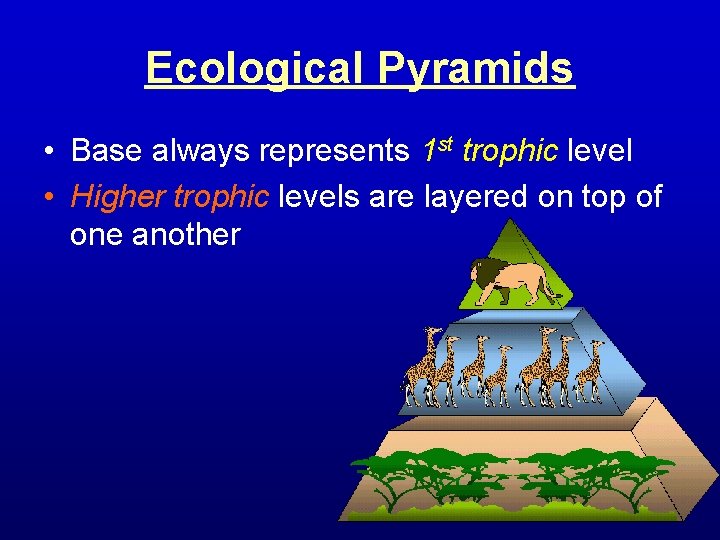 Ecological Pyramids • Base always represents 1 st trophic level • Higher trophic levels