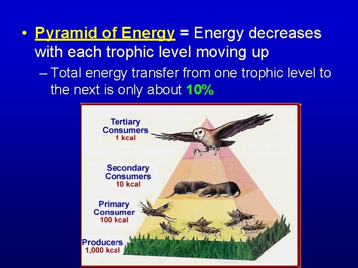  • Pyramid of Energy = Energy decreases with each trophic level moving up