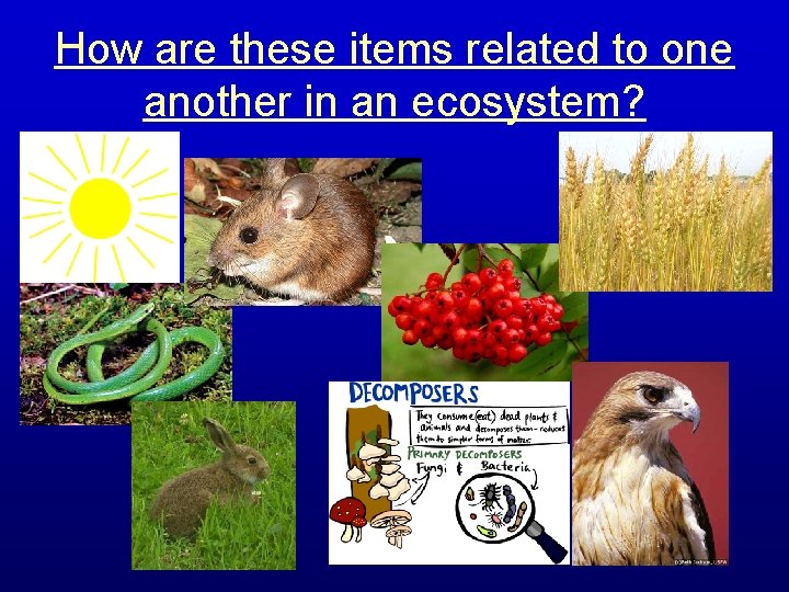 How are these items related to one another in an ecosystem? 