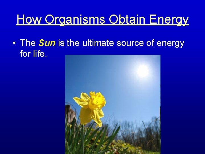 How Organisms Obtain Energy • The Sun is the ultimate source of energy for