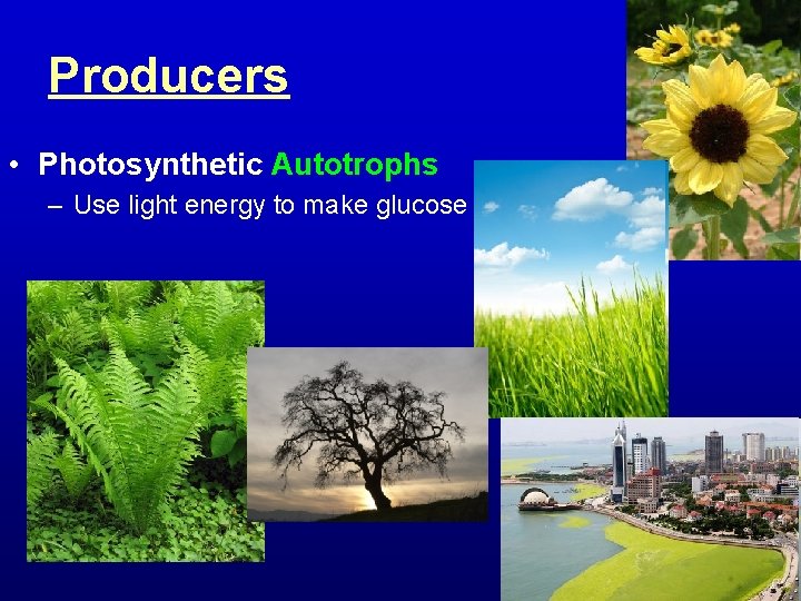 Producers • Photosynthetic Autotrophs – Use light energy to make glucose 