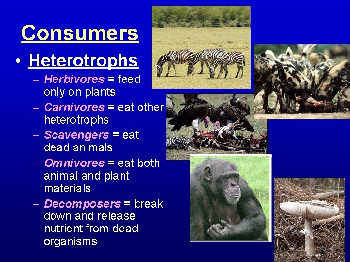 Consumers • Heterotrophs – Herbivores = feed only on plants – Carnivores = eat